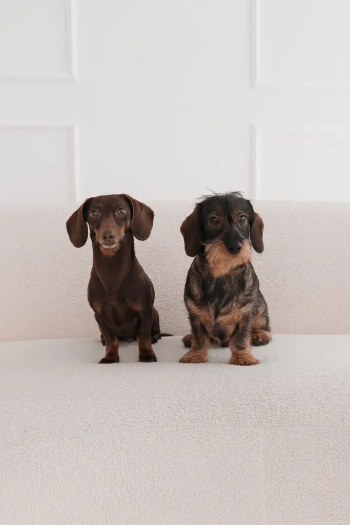 Zwei Dackel auf hellem Sofa vor weißem Hintergrund