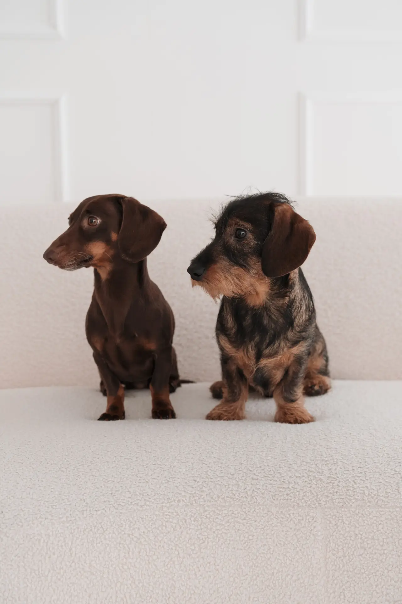 Zwei Dacken auf heller Couch vor heller Wand gucken zur Seite